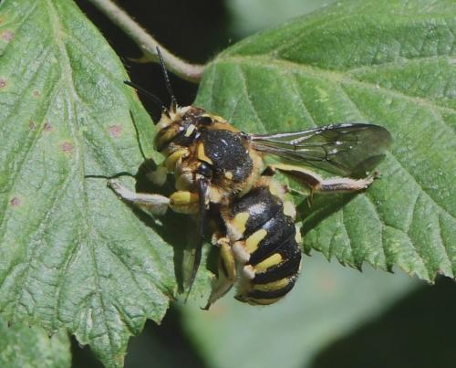 Anthidium florentinum